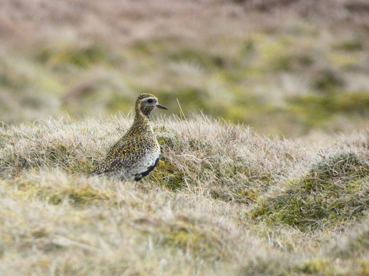 European Golden-Plover - ML563960211