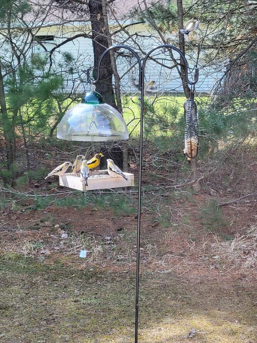 Evening Grosbeak - ML563961121