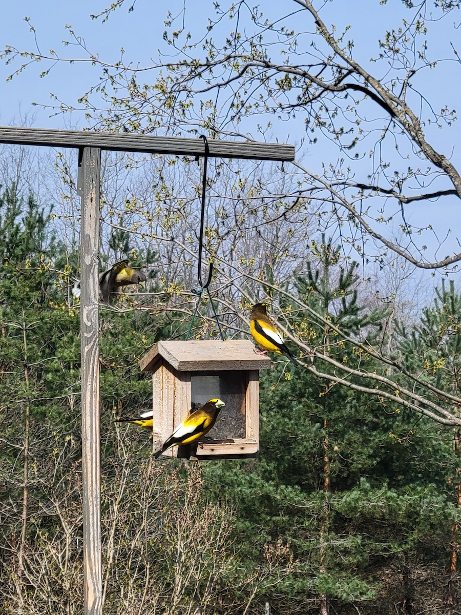 Evening Grosbeak - ML563961181