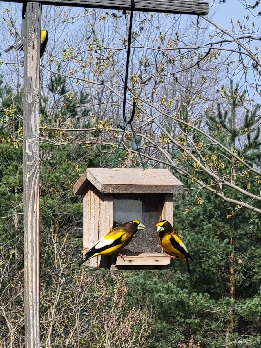 Evening Grosbeak - ML563961221