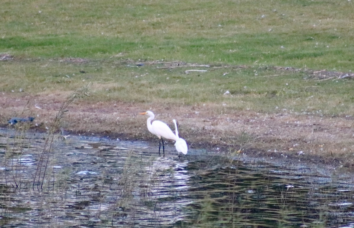 Great Egret - ML563961251