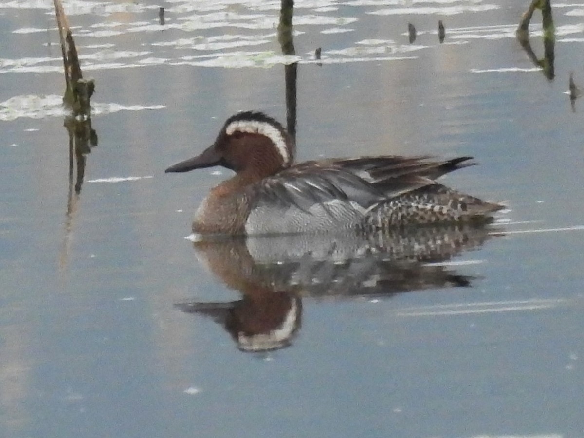 Garganey - ML563961681