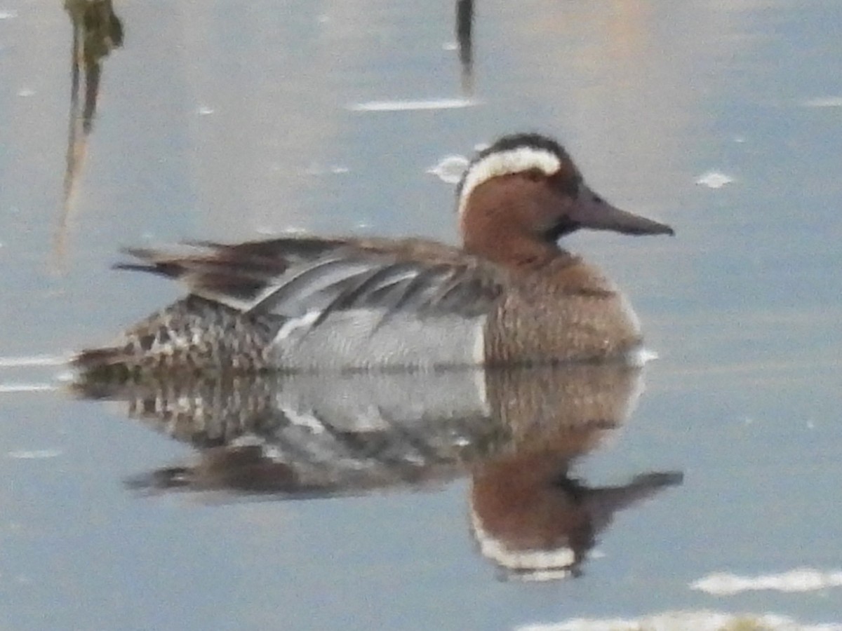 Garganey - ML563961691