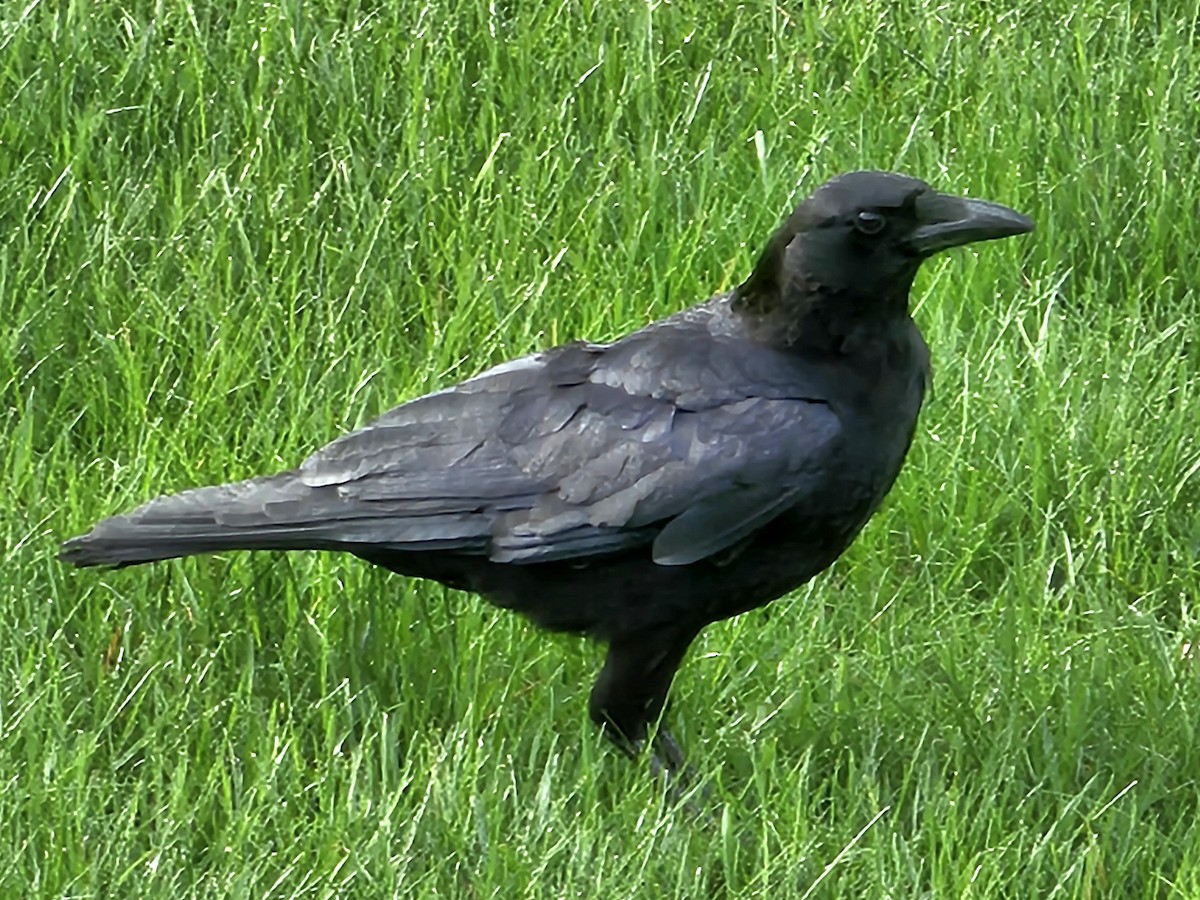 Common Raven - ML563962361
