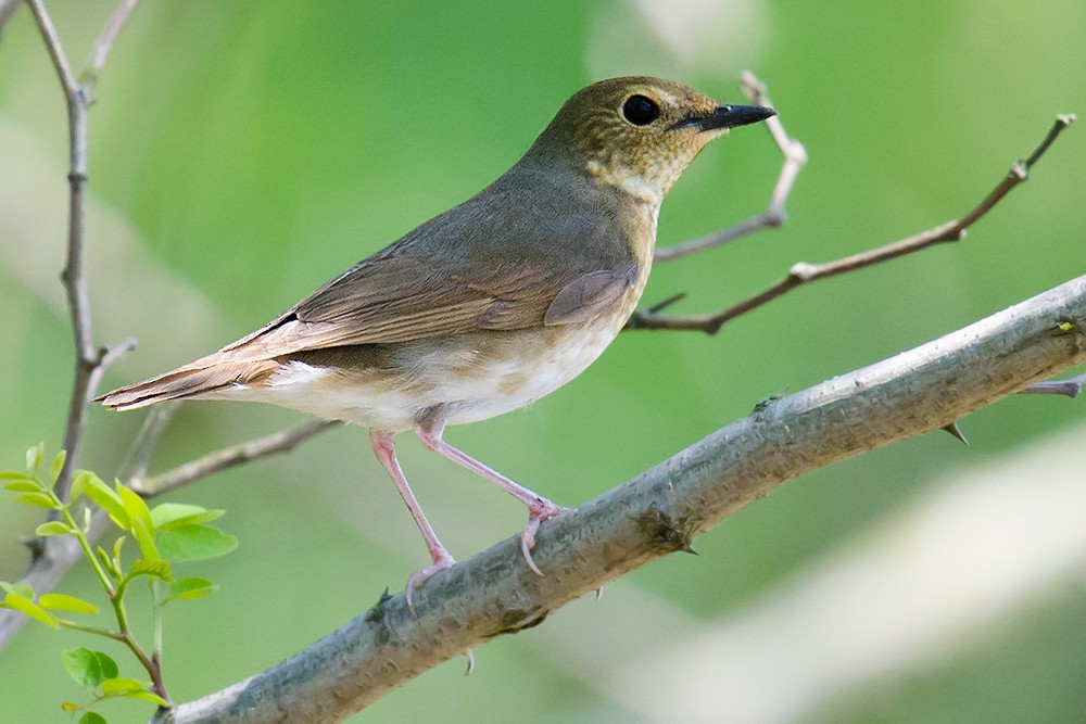 Siberian Blue Robin - ML56396241