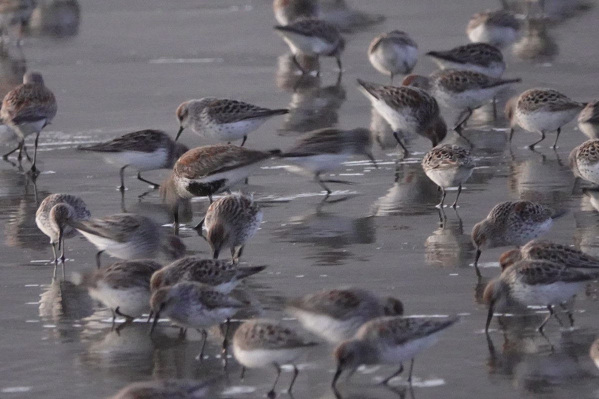 Calidris sp. (petit bécasseau sp.) - ML563962471