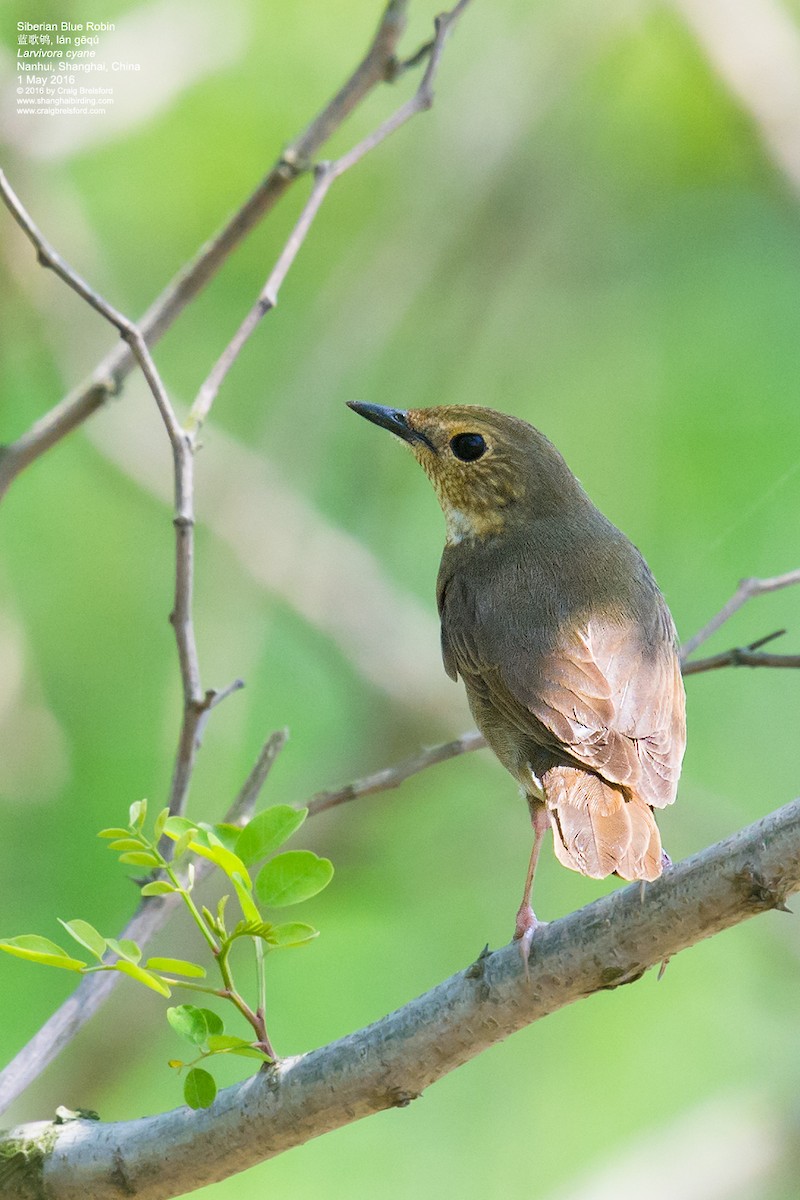 Siberian Blue Robin - ML56396261