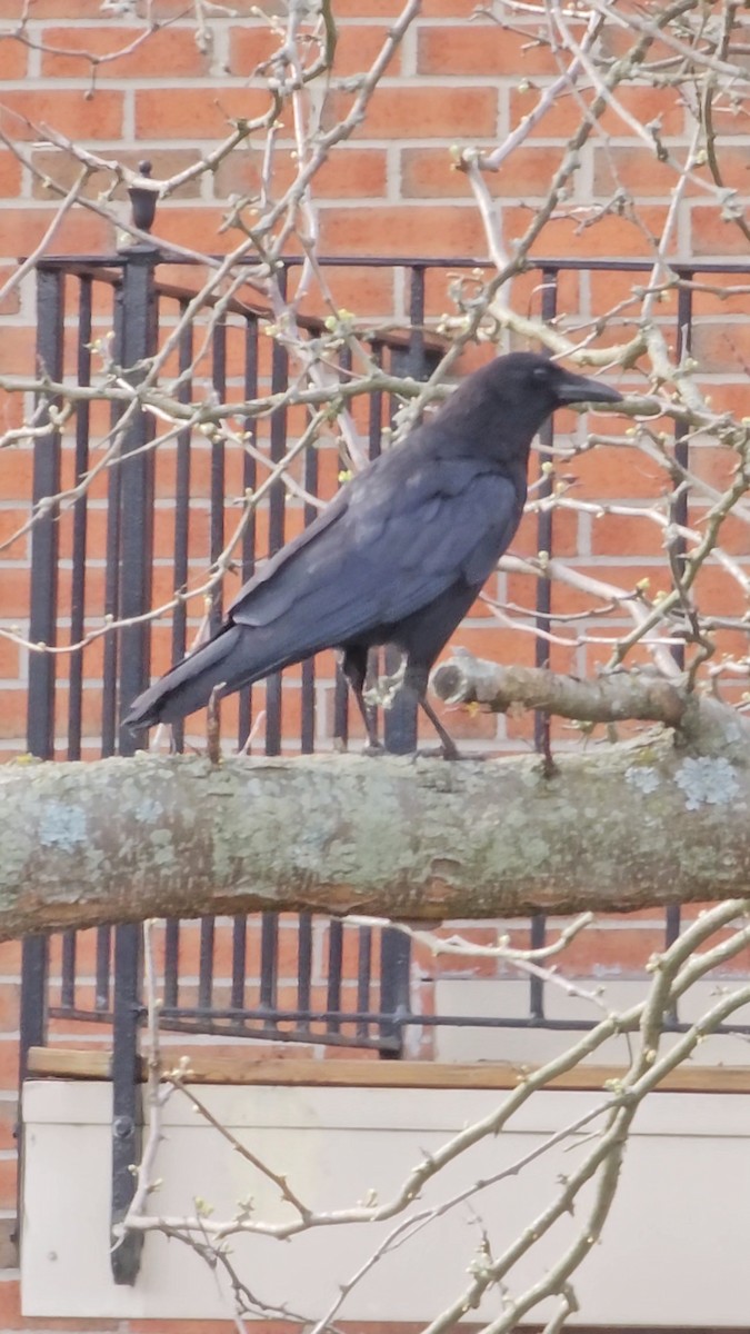 Common Raven - ML563962801