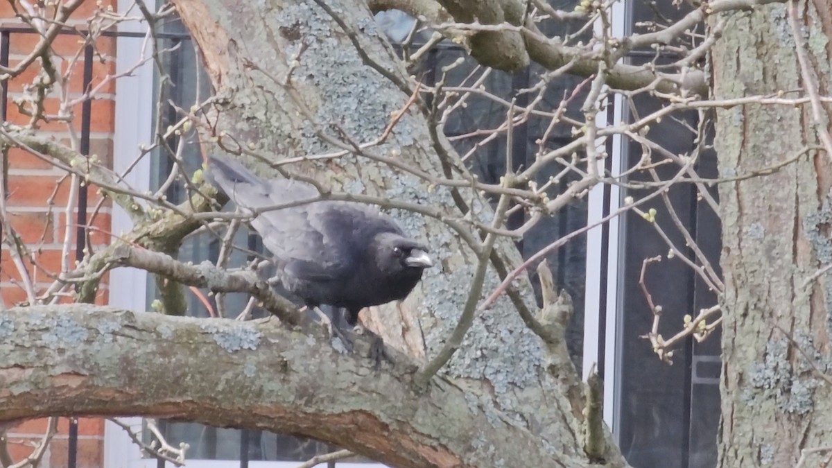 Common Raven - ML563962811