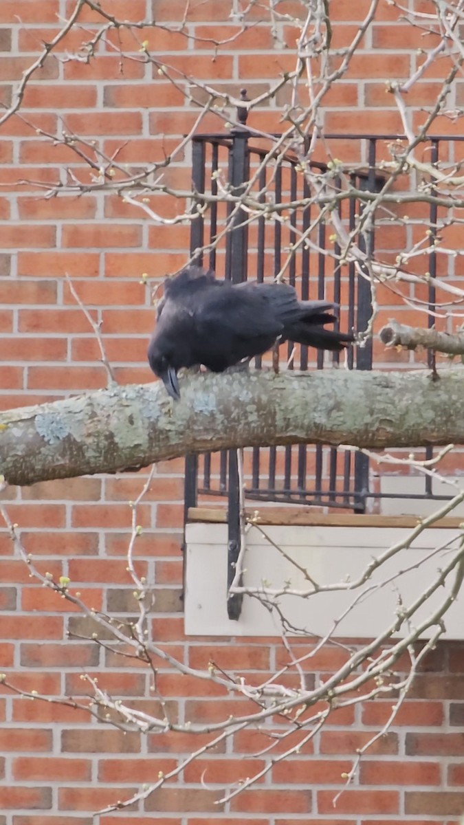 Common Raven - ML563962821