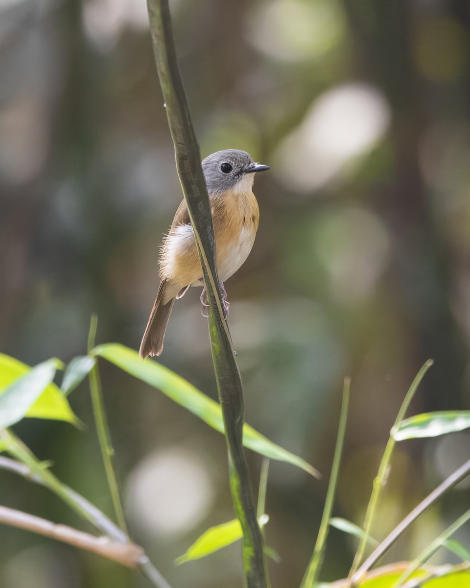 Pale-chinned Flycatcher - ML563962951