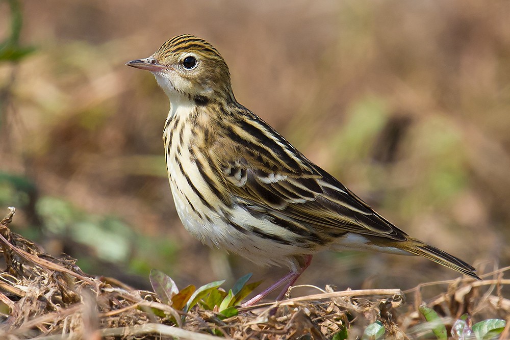 Pechora Pipit - Craig Brelsford