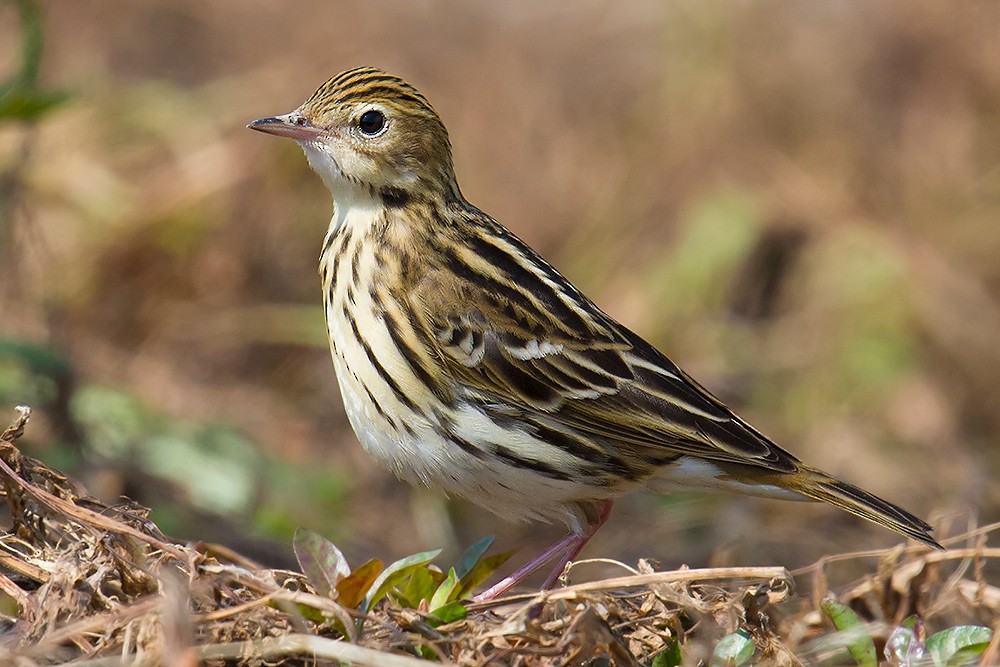 Pechora Pipit - ML56396301