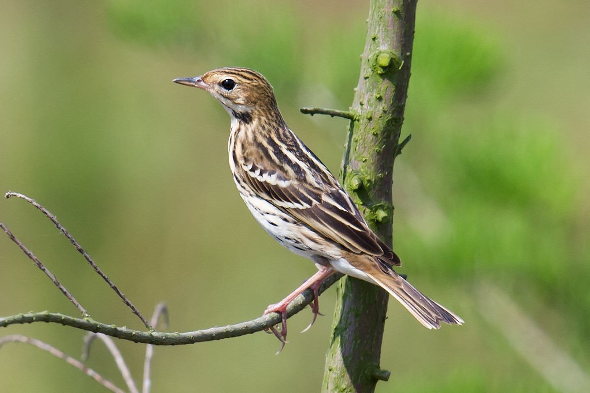 Pechora Pipit - ML56396311