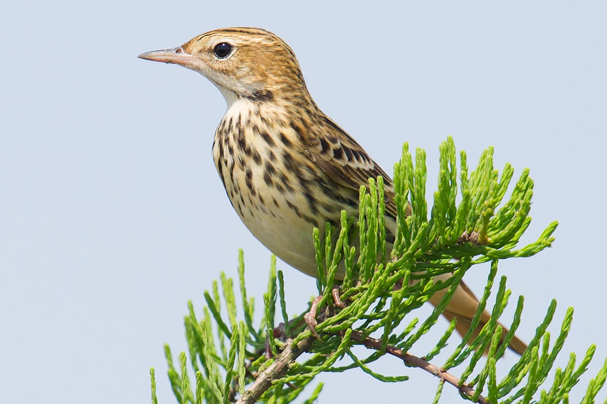 Pechora Pipit - ML56396331