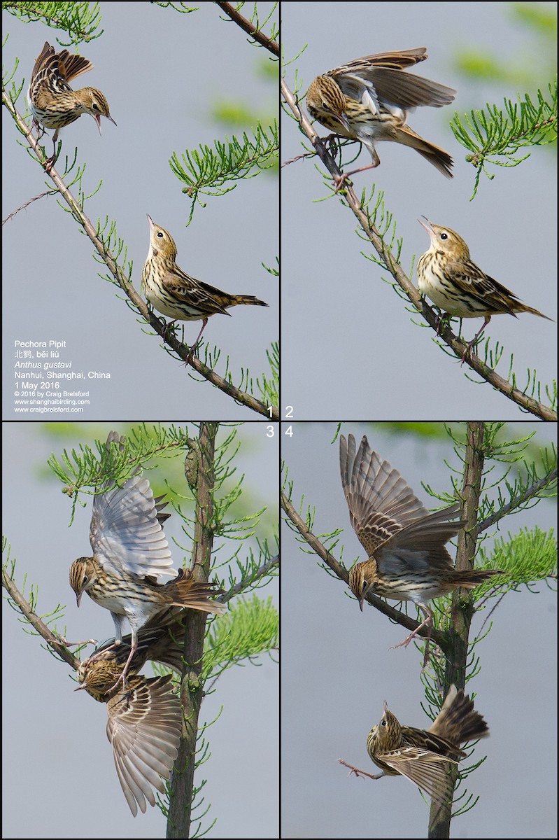 Pipit de la Petchora - ML56396341