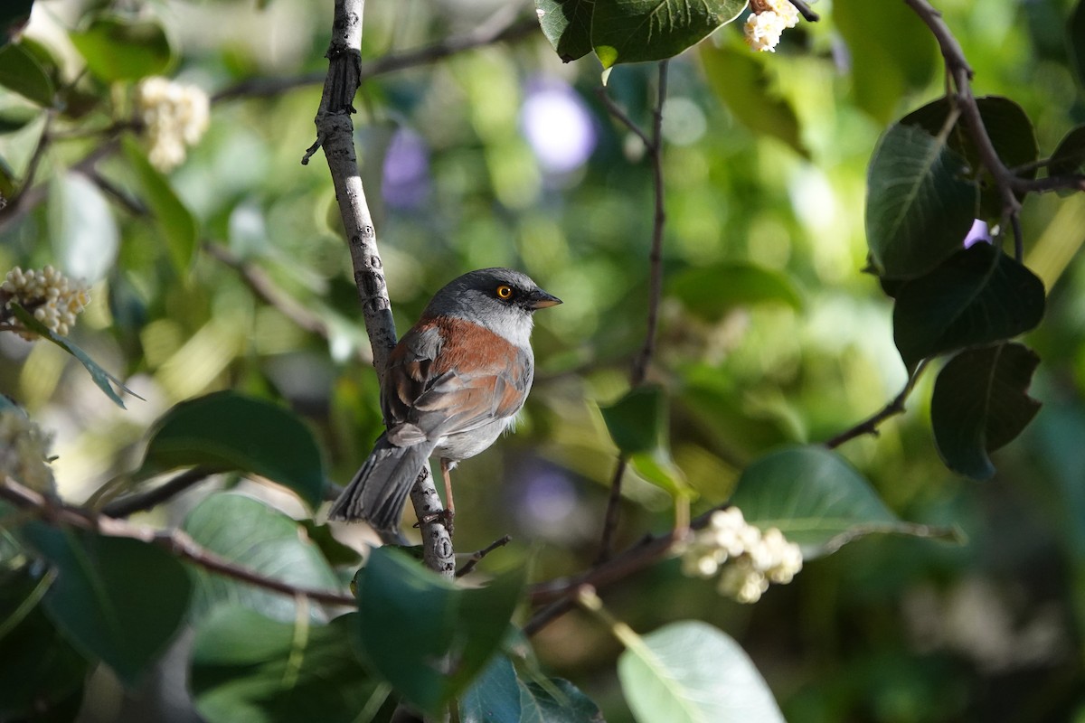 Yellow-eyed Junco - Marie Dugan