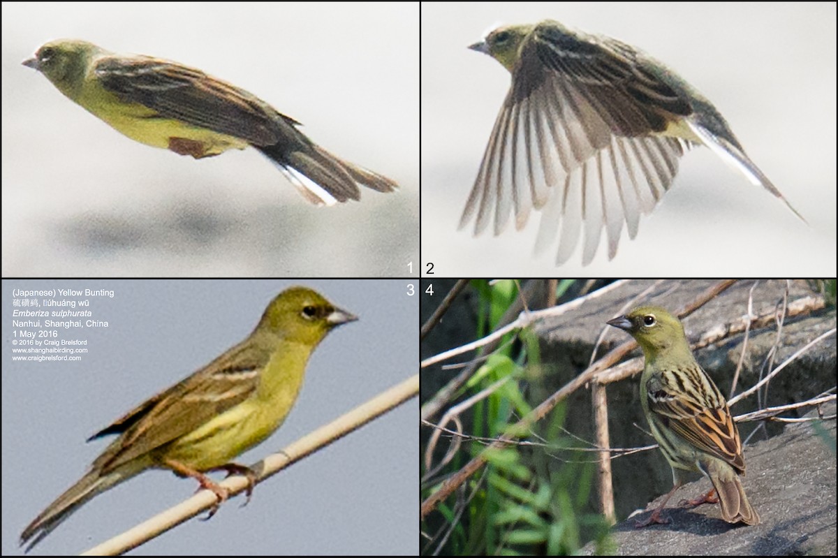 Yellow Bunting - ML56396361