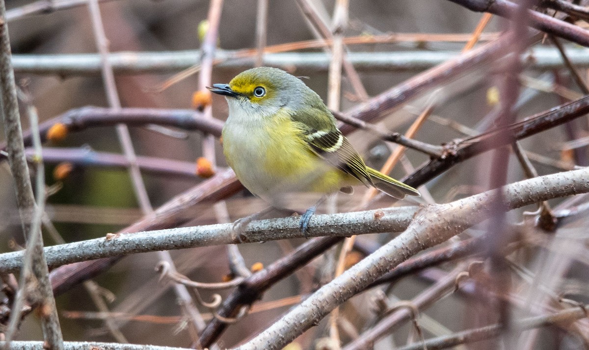 White-eyed Vireo - Gale VerHague