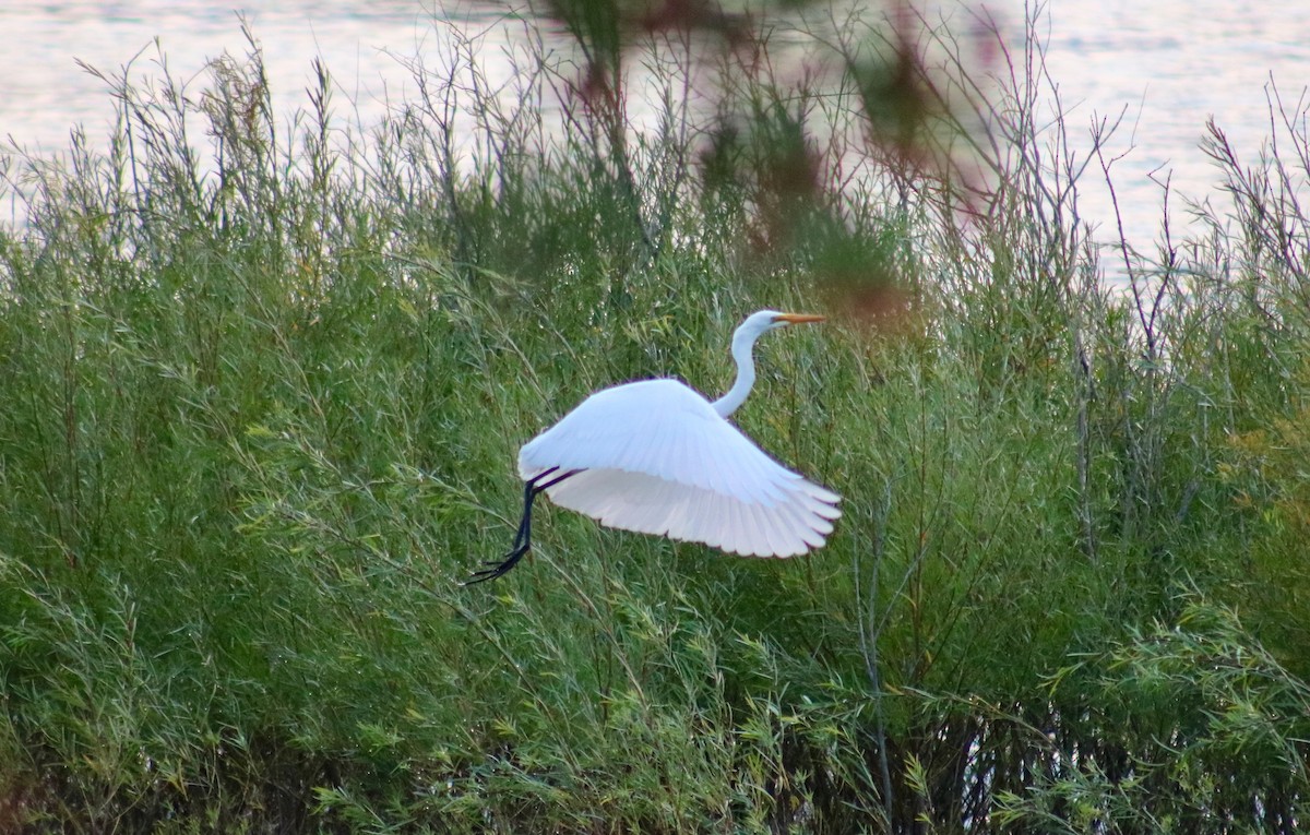 Great Egret - ML563963661