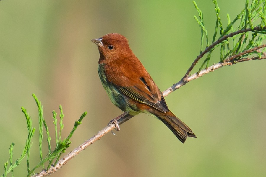 Chestnut Bunting - ML56396401