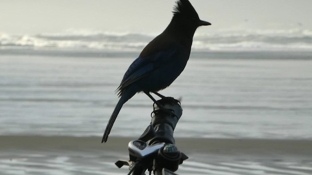 Steller's Jay - ML563964371