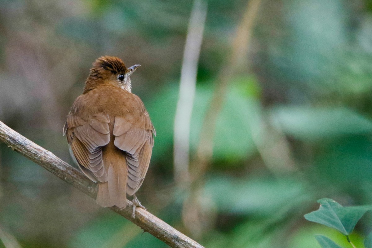 Veery - Byron Stone