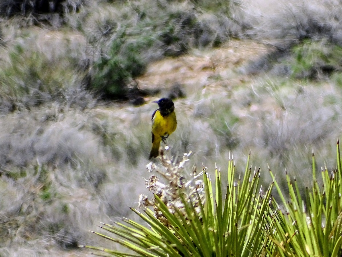 Scott's Oriole - ML563965391