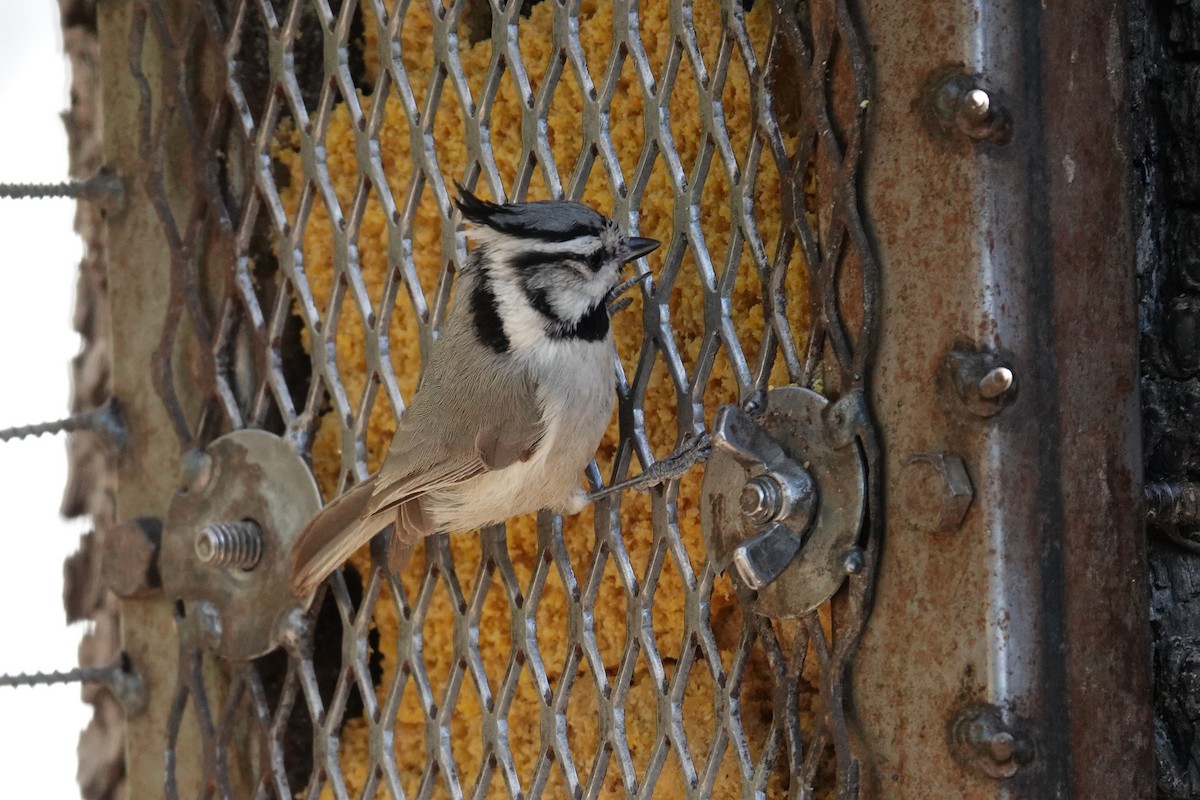 Bridled Titmouse - ML563965421