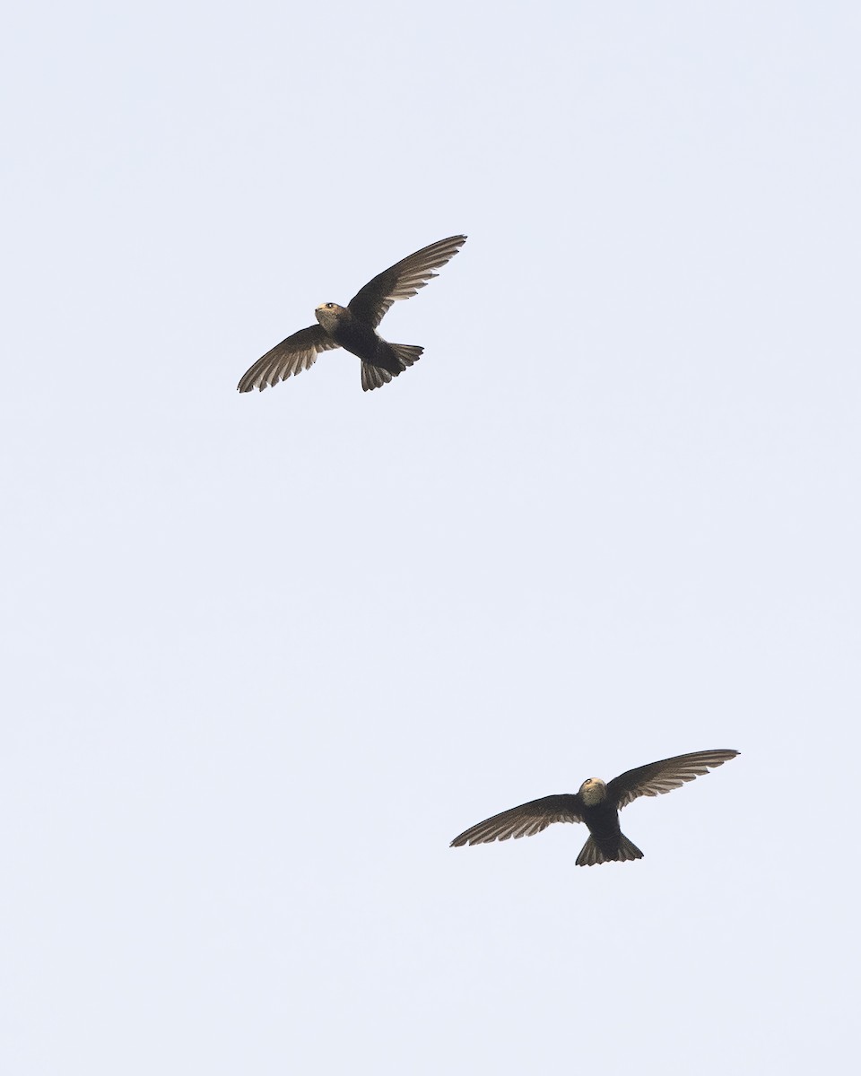 House Swift - ML563965521