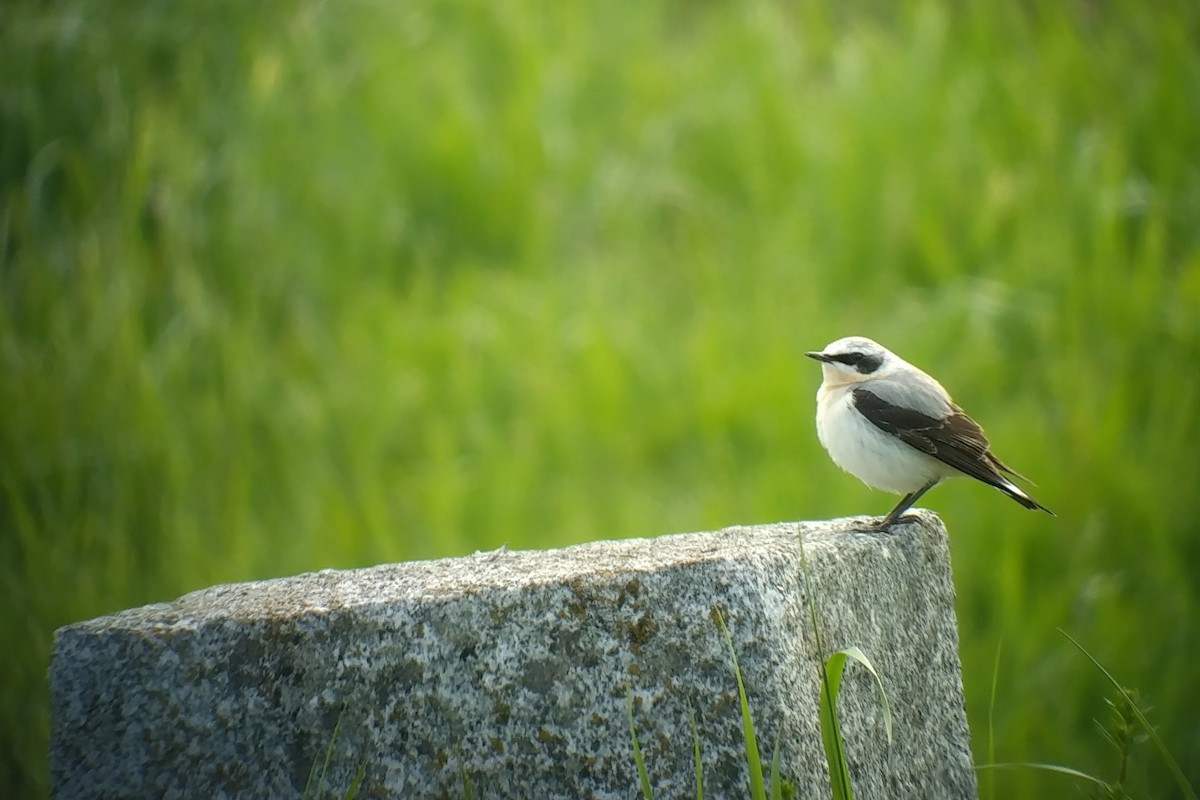 Northern Wheatear - ML563966521