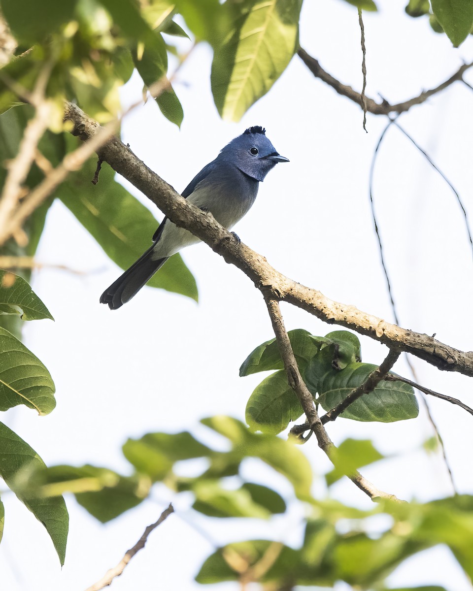 Black-naped Monarch - ML563967401