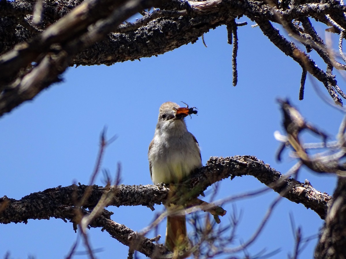 Ash-throated Flycatcher - Rosie Howard