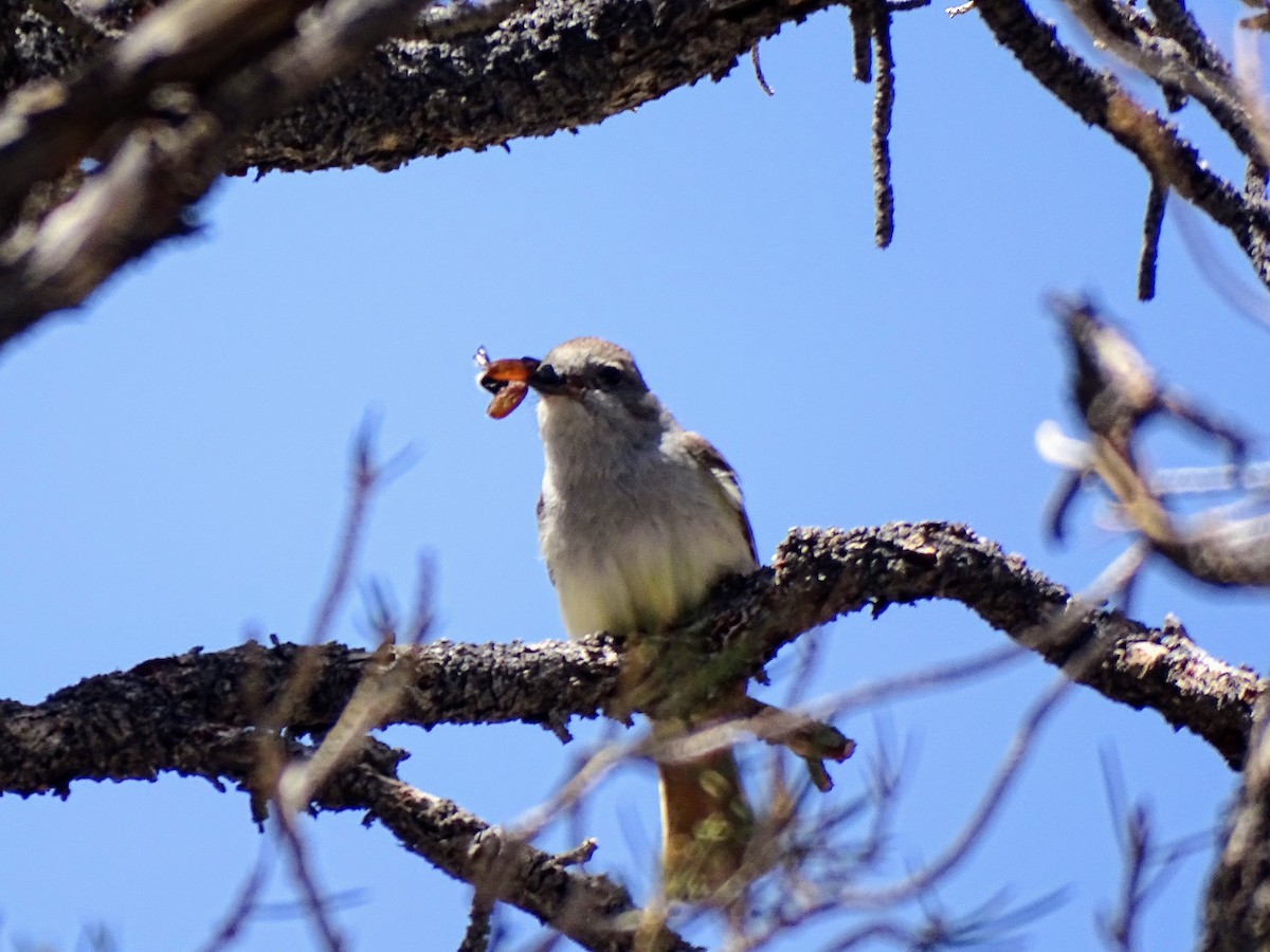 Ash-throated Flycatcher - Rosie Howard