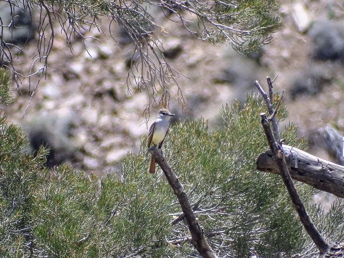 Ash-throated Flycatcher - Rosie Howard