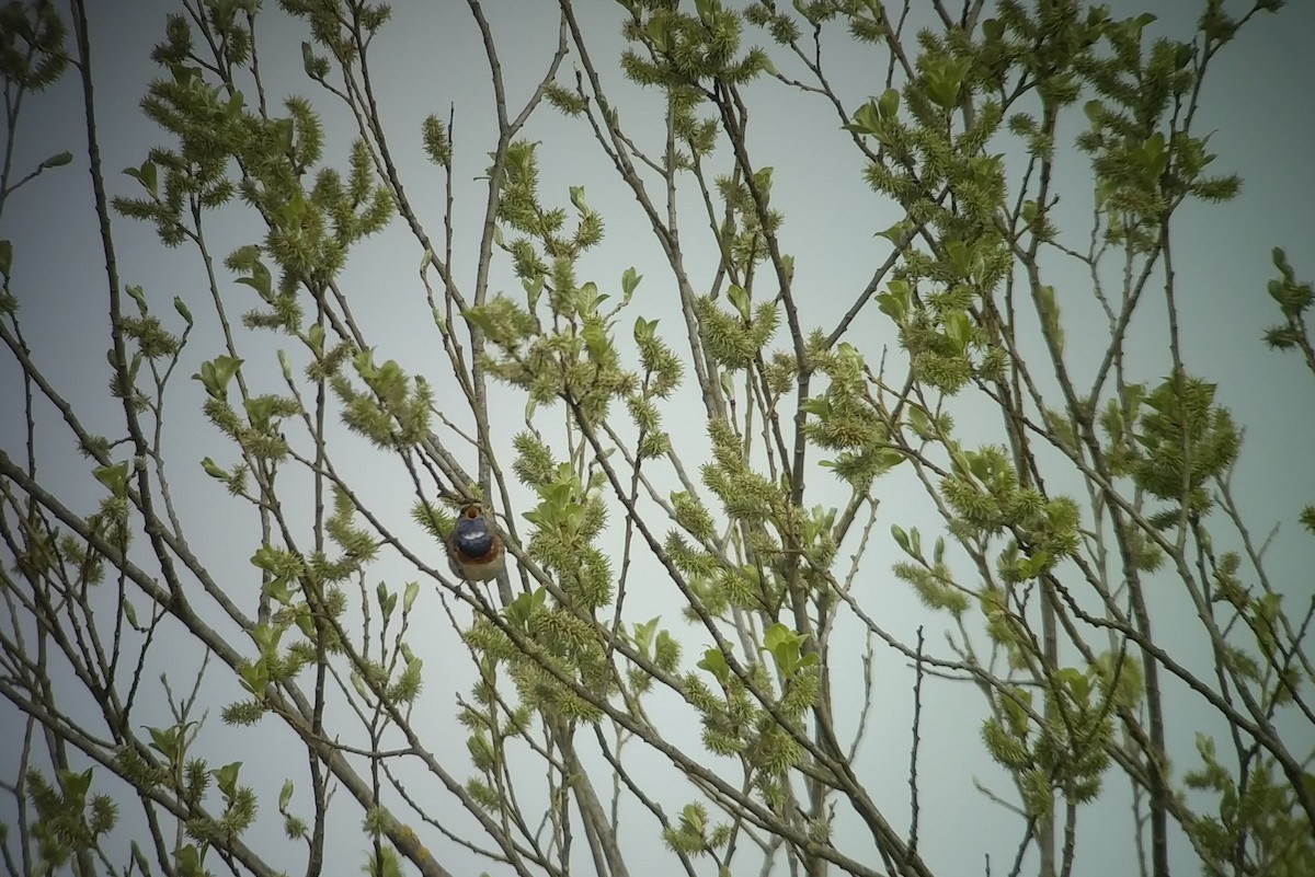 Bluethroat (White-spotted) - ML563968601