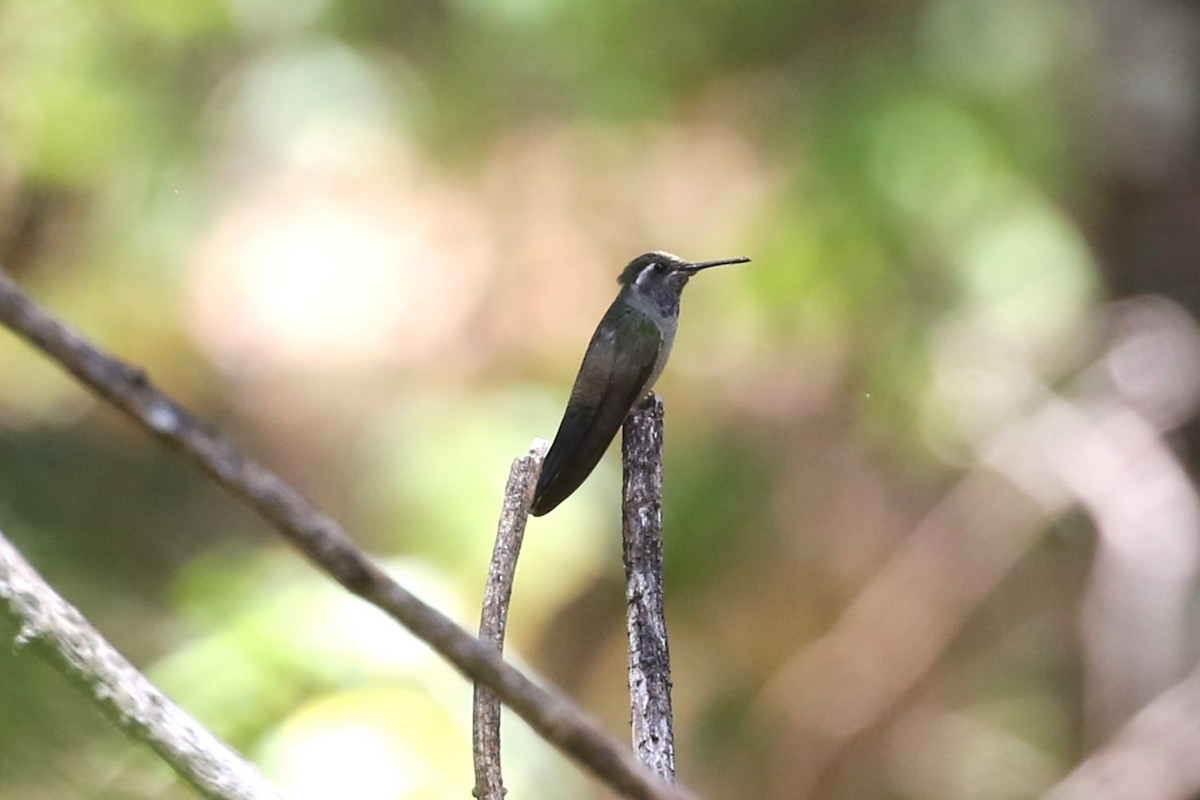 Blue-throated Mountain-gem - Charles Davies