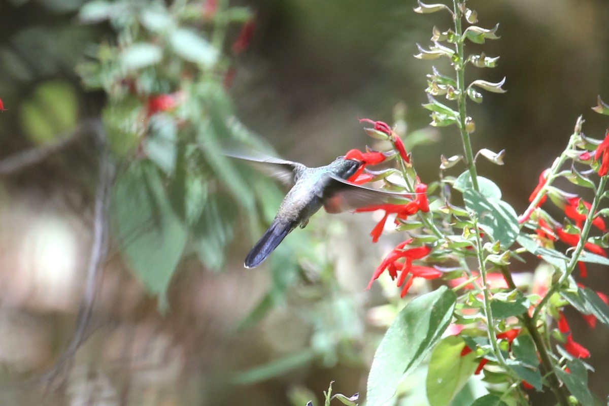 Colibri à gorge bleue - ML563969051