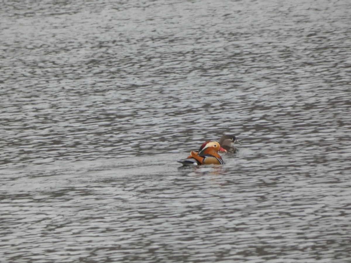 Mandarin Duck - Nathanael Poffley