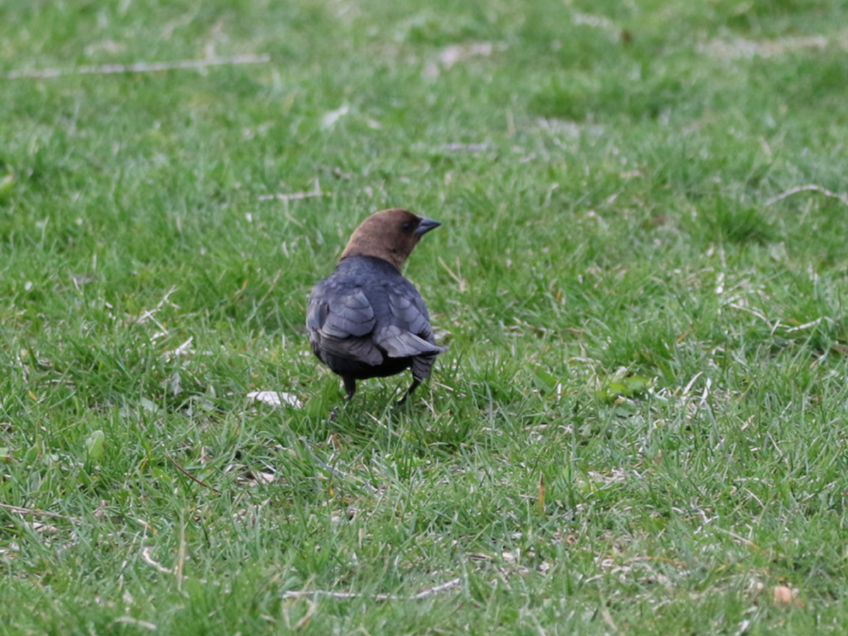 Brown-headed Cowbird - ML563972921