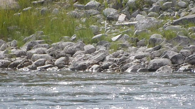 Wandering Tattler - ML563973111