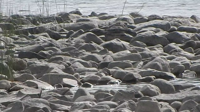 Wandering Tattler - ML563973141