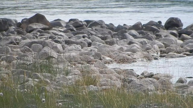 Wandering Tattler - ML563973151