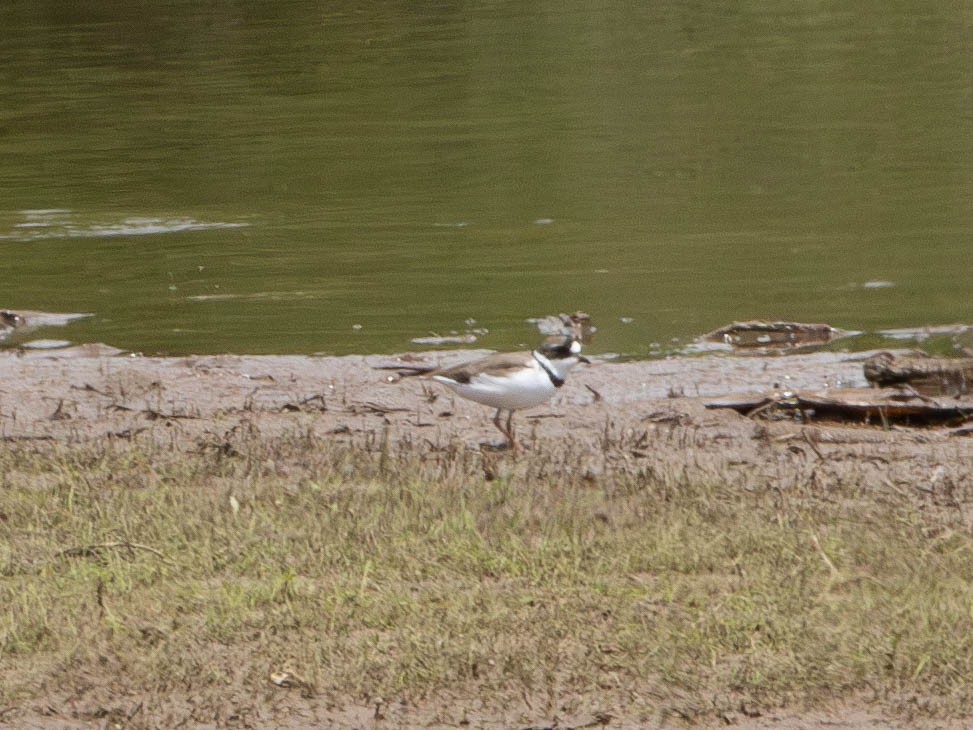 Semipalmated Plover - ML563973171