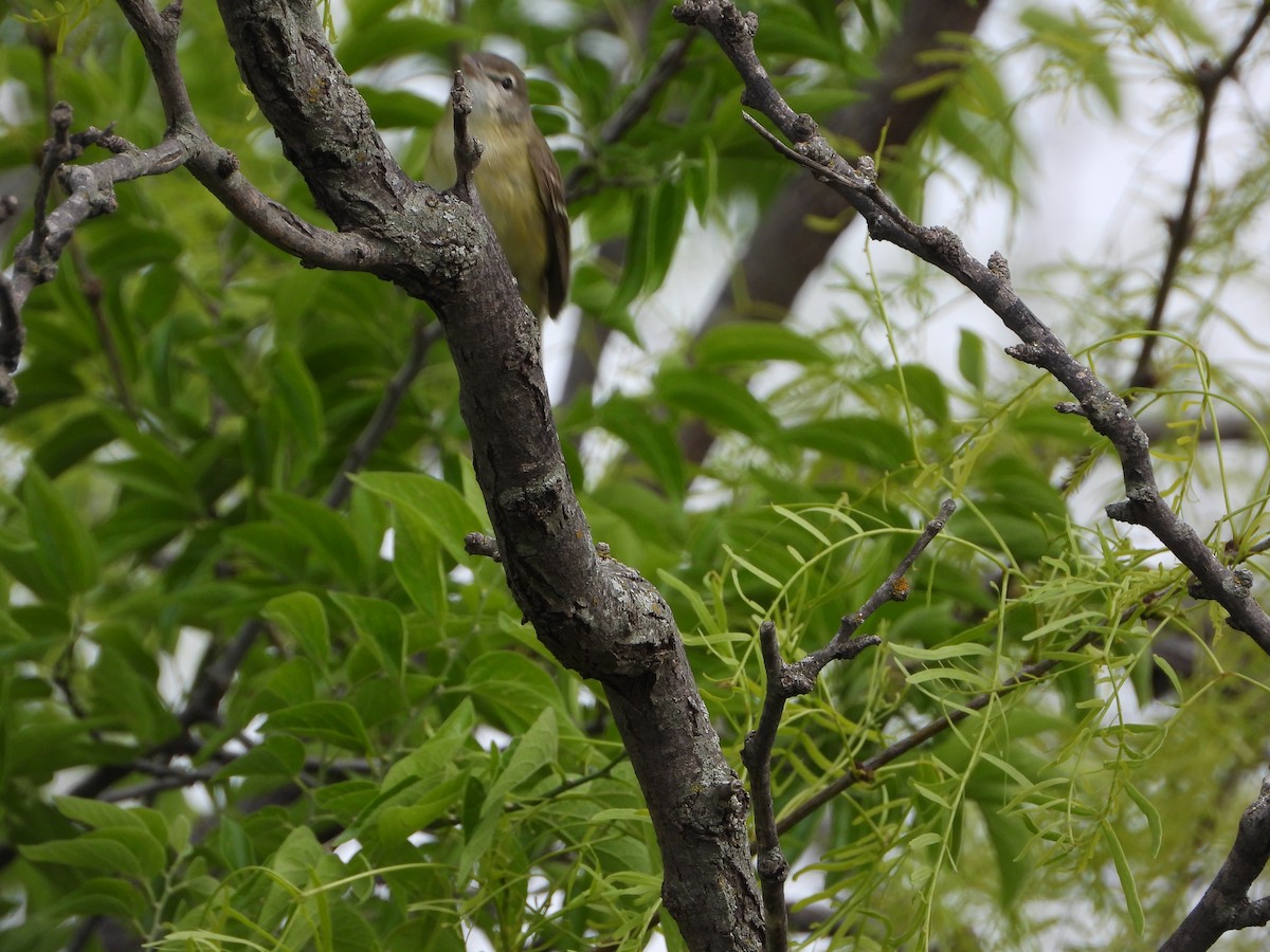 Bell's Vireo - Kevin Long