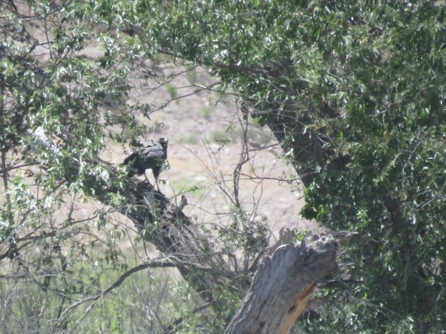 Common Black Hawk - ML563974681