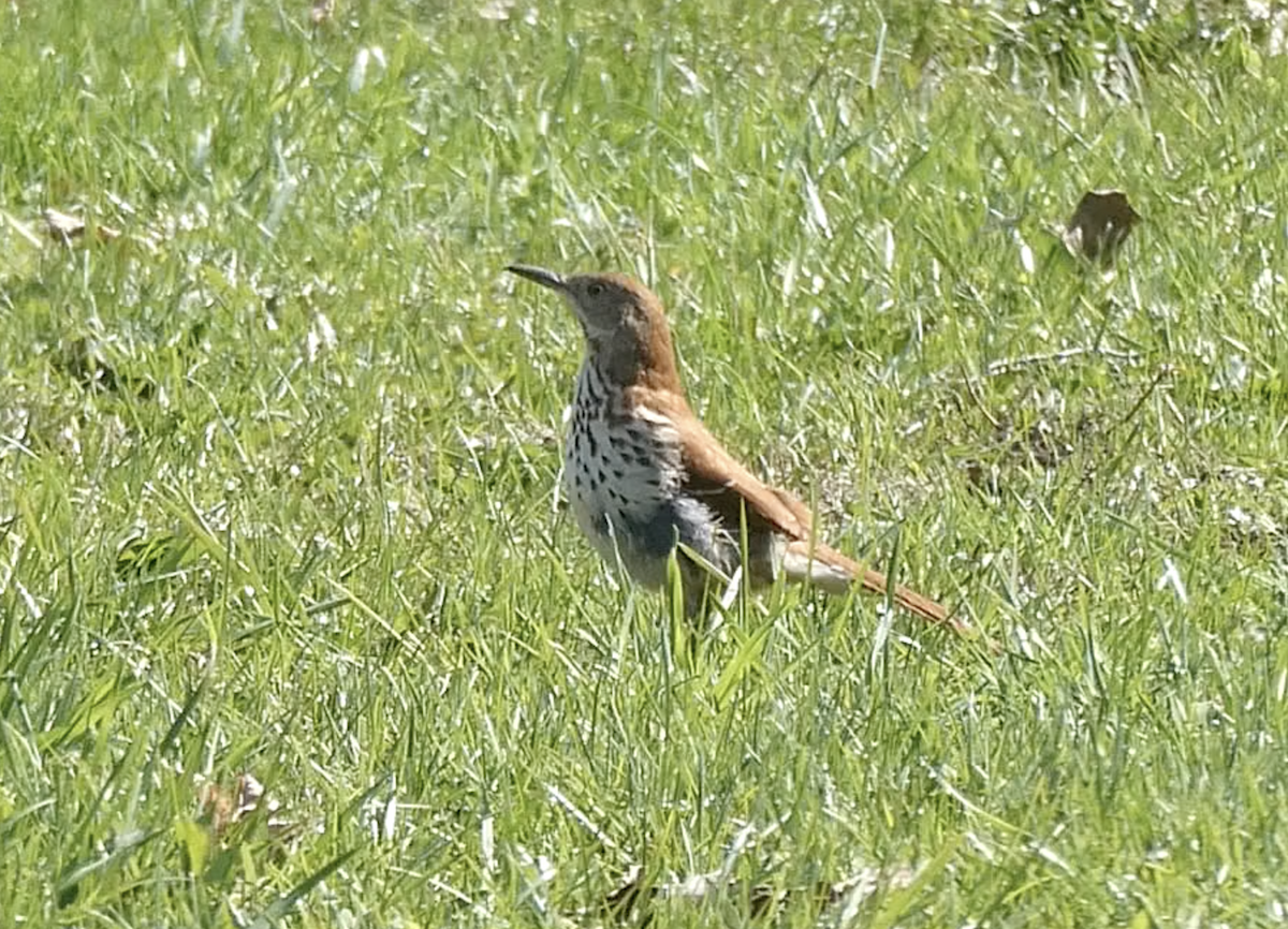 Brown Thrasher - G Ainsley