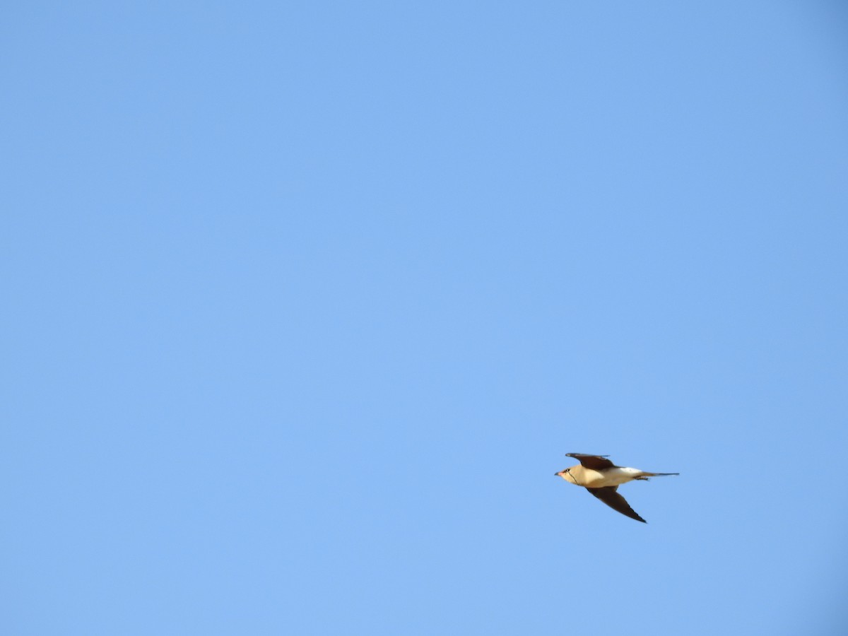 Collared Pratincole - ML563975321