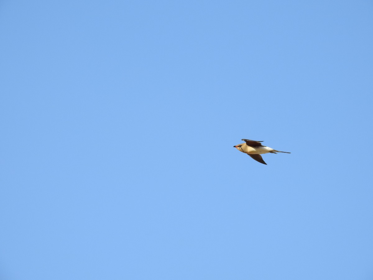 Collared Pratincole - ML563975331