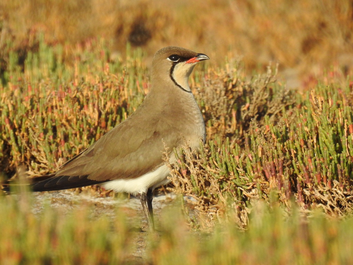 Collared Pratincole - ML563975451